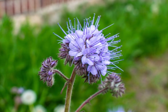 BeeBuddy - Phacelia